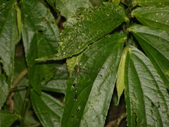 Leptogomphus sauteri formosanus