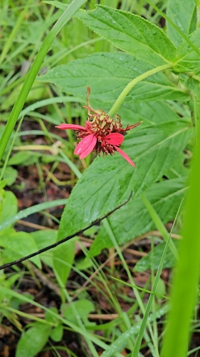 Image of Erythrocephalum longifolium by (c) Chanda Miyanda, some rights reserved (CC BY)