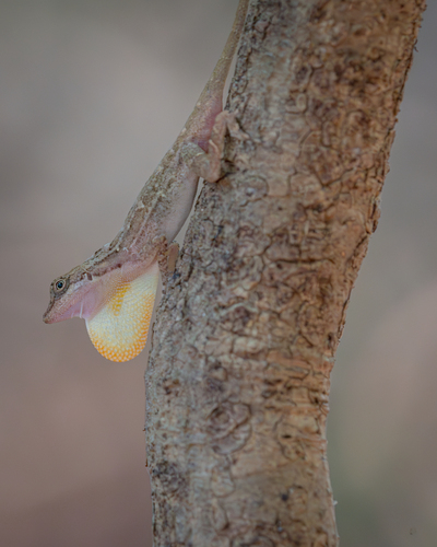 Rodriguez's Anole