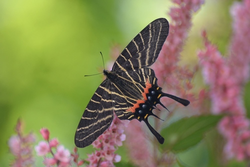 シナシボリアゲハ (Bhutanitis thaidina) · iNaturalist