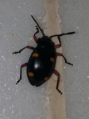 Eumorphus quadriguttatus pulchripes