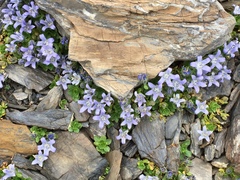 Campanula cenisia