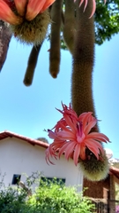 Cleistocactus winteri