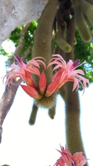 Cleistocactus winteri