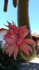 Cleistocactus winteri