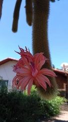 Cleistocactus winteri