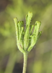 Cordylanthus rigidus