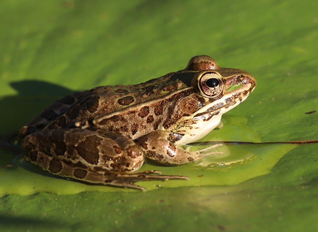 Northwest Mexico Leopard Frog