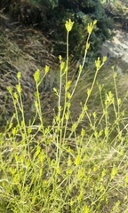 Cordylanthus rigidus