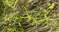 Cordylanthus rigidus