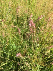 Odontites vernus
