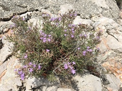 Limonium cordatum