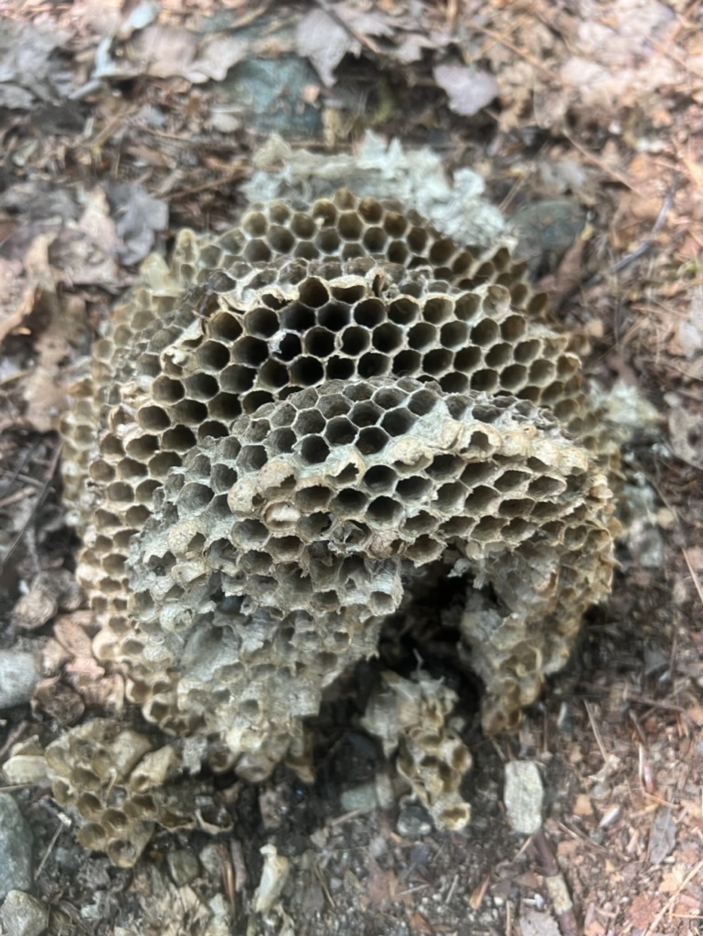 Hornets and Yellowjackets