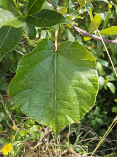 Image of Actinidia chinensis by (c) Angus Campbell, some rights reserved (CC BY)