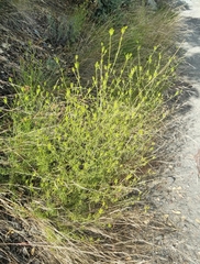 Cordylanthus rigidus