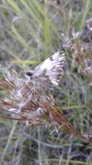 Heliopetes omrina