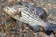 Comb Grouper photo 4