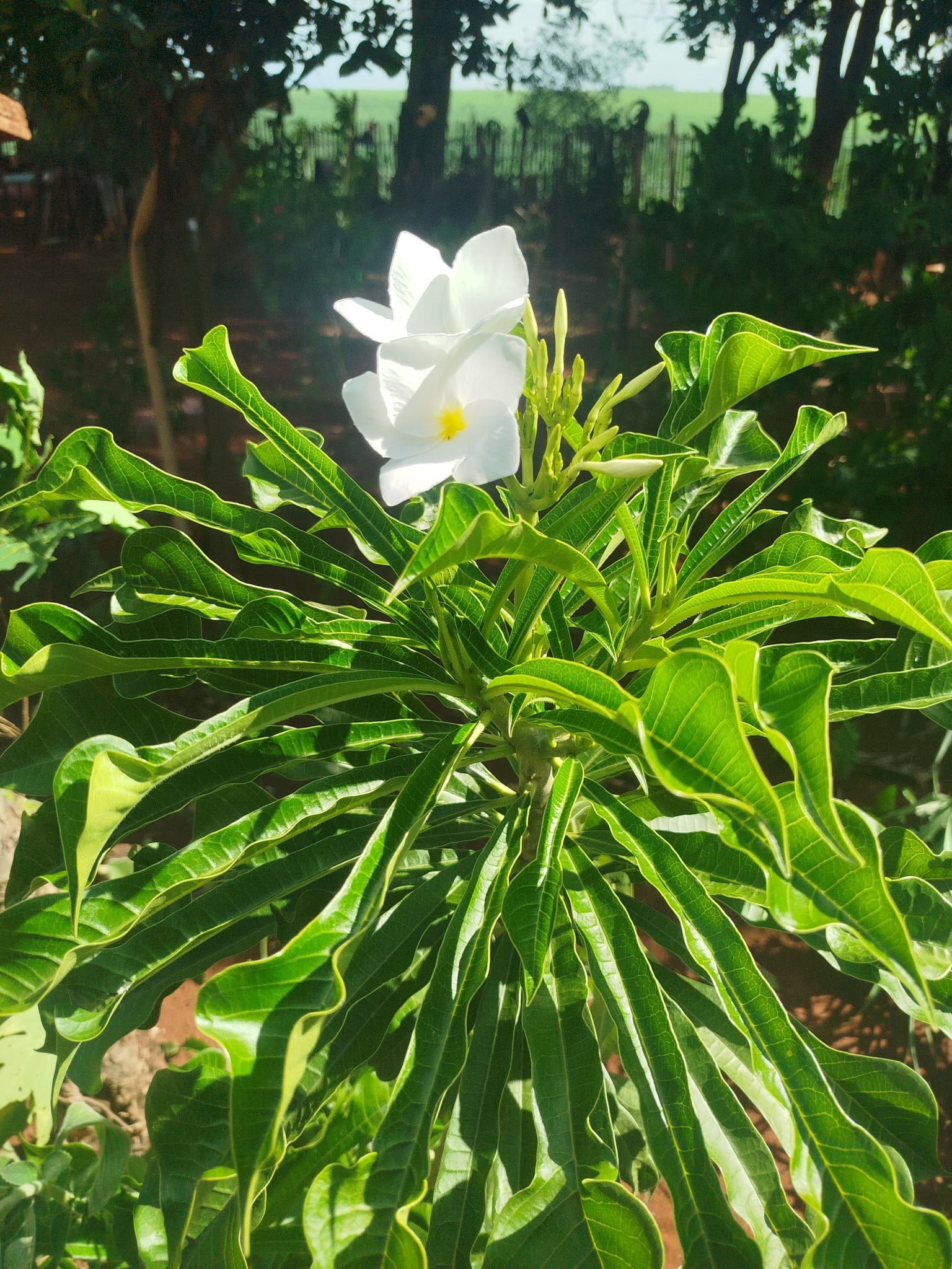 Plumeria pudica