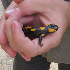 Salamandra salamandra