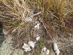 Canis lupus italicus