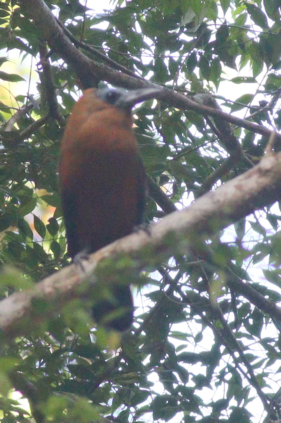 Capuchinbird (Perissocephalus tricolor), photo 3