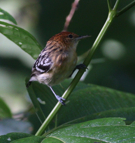 Guianan Streaked Antwren (Myrmotherula surinamensis), photo 6