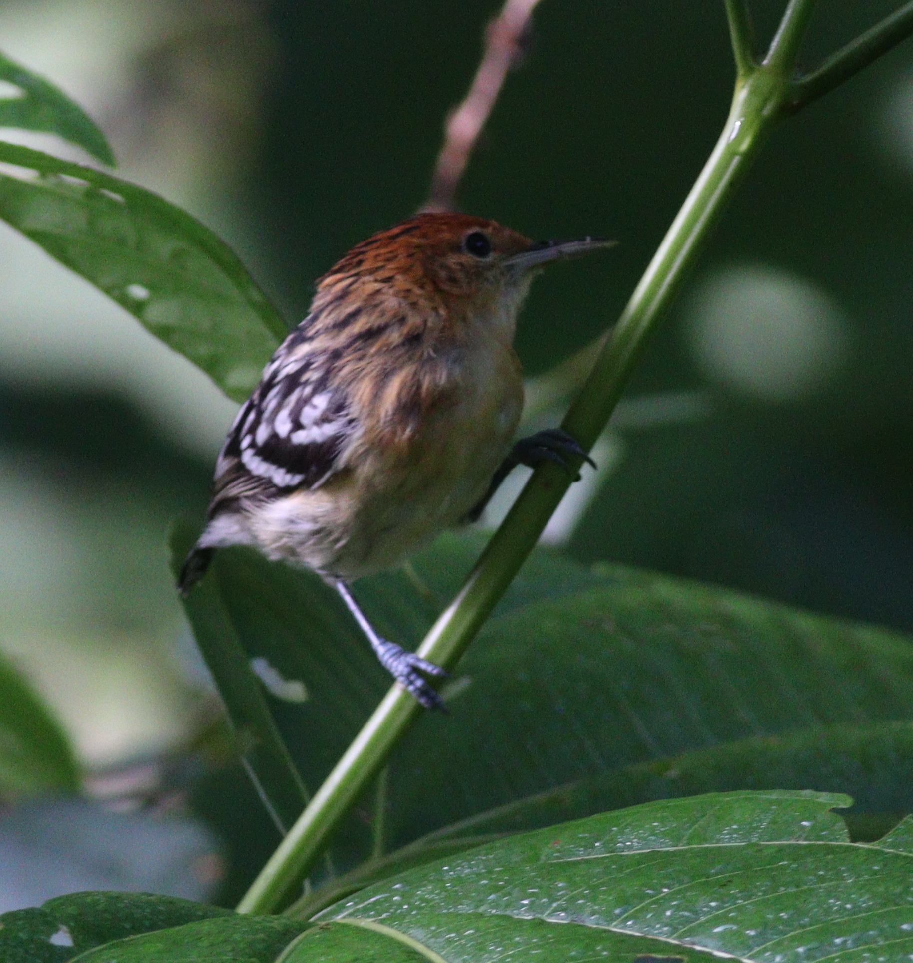 Guianan Streaked Antwren (Myrmotherula surinamensis), photo 4