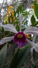 Cattleya purpurata