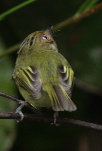 Double-banded Pygmy Tyrant (Lophotriccus vitiosus), photo 6