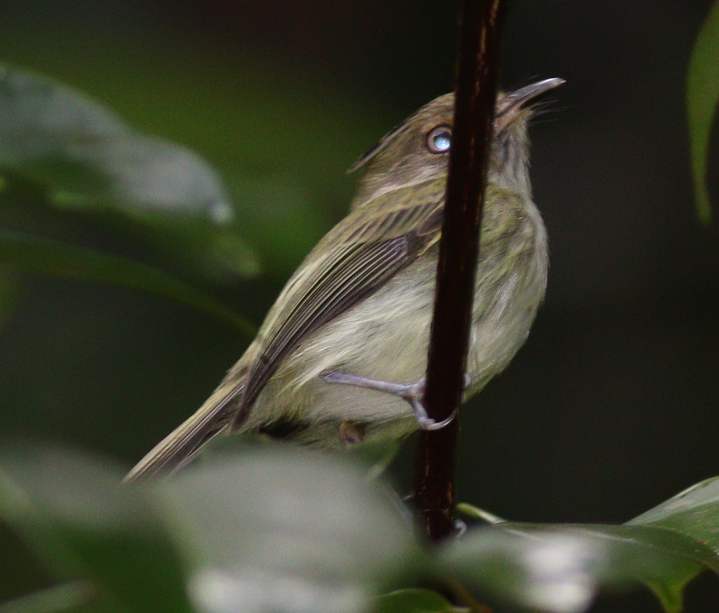 Double-banded Pygmy Tyrant (Lophotriccus vitiosus), photo 2
