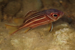 Sargocentron praslin