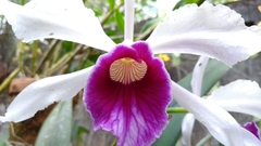Cattleya purpurata