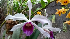 Cattleya purpurata