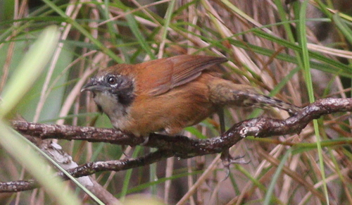 Coraya Wren (Pheugopedius coraya)