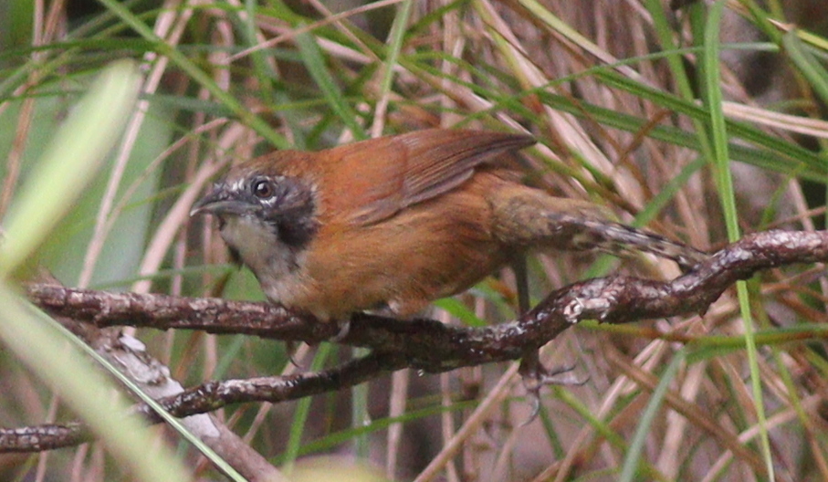 Coraya Wren (Pheugopedius coraya), photo 1