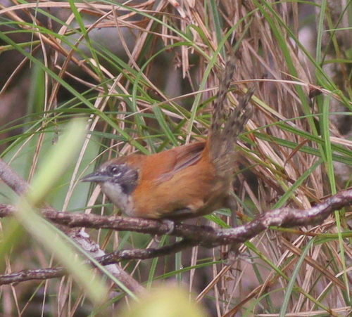 Coraya Wren (Pheugopedius coraya), photo 2