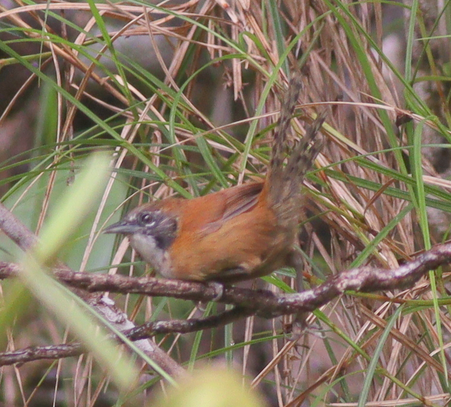 Coraya Wren (Pheugopedius coraya), photo 2