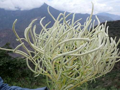 Peperomia trollii