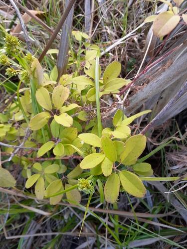 Akebia