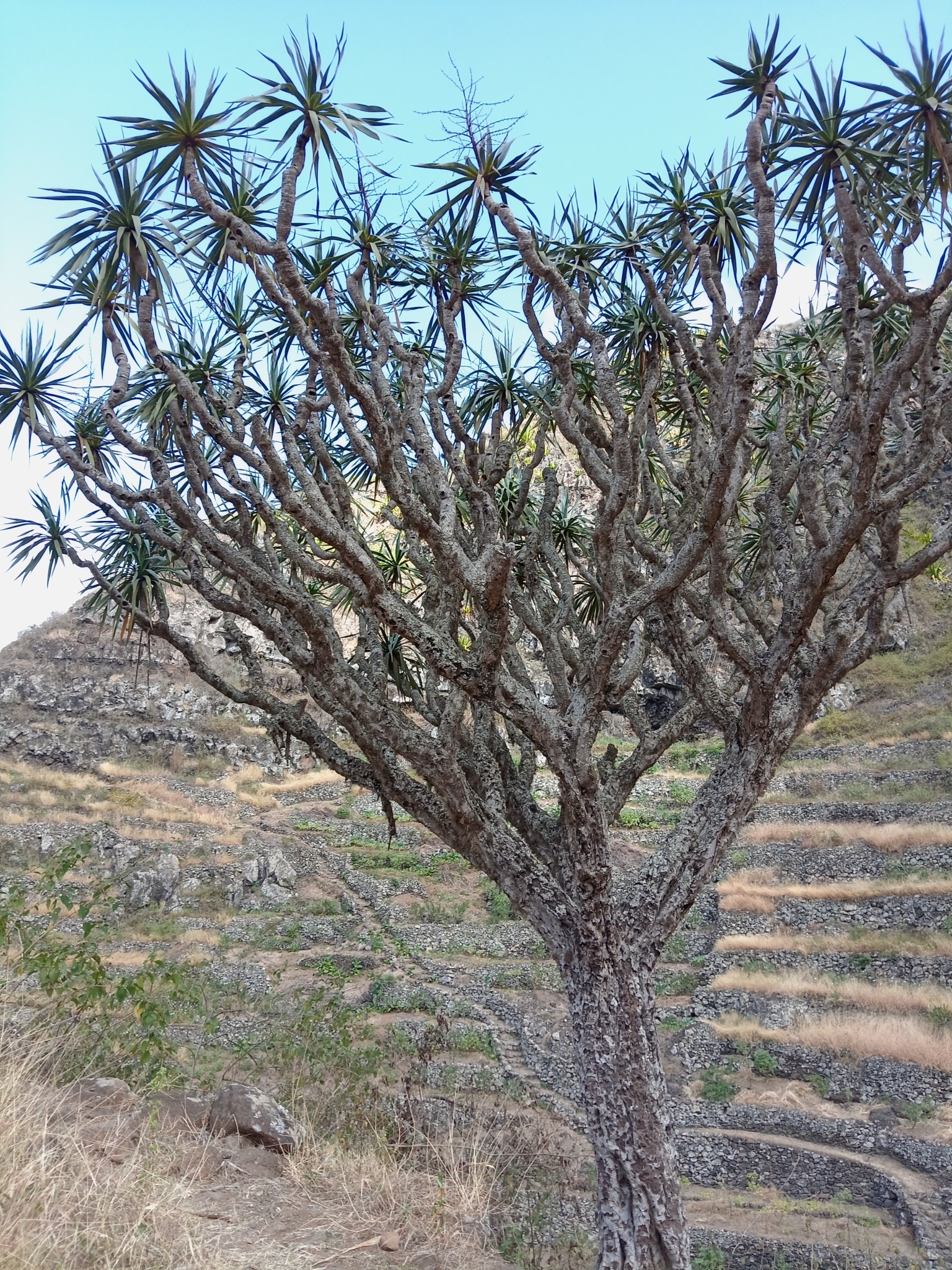Dracaena caboverdeana (Cape Verde Dragon Tree)