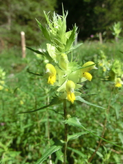 Rhinanthus glacialis