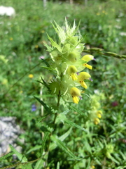 Rhinanthus glacialis
