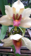 Bifrenaria harrisoniae