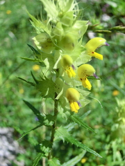 Rhinanthus glacialis