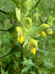 Rhinanthus glacialis