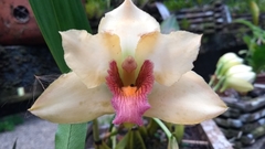Bifrenaria harrisoniae