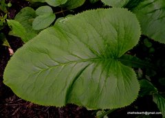 Ligularia amplexicaulis