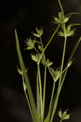 Image of Juncus cyperoides by (c) Pablo Silva, some rights reserved (CC BY)