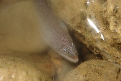 Uropterygius micropterus