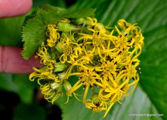 Ligularia amplexicaulis